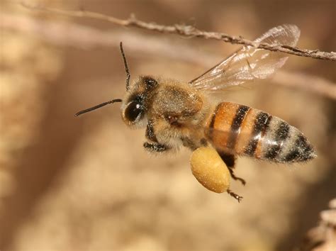 像蜜蜂|如何區分黃蜂、蜜蜂、馬蜂、胡蜂……各種蜂？